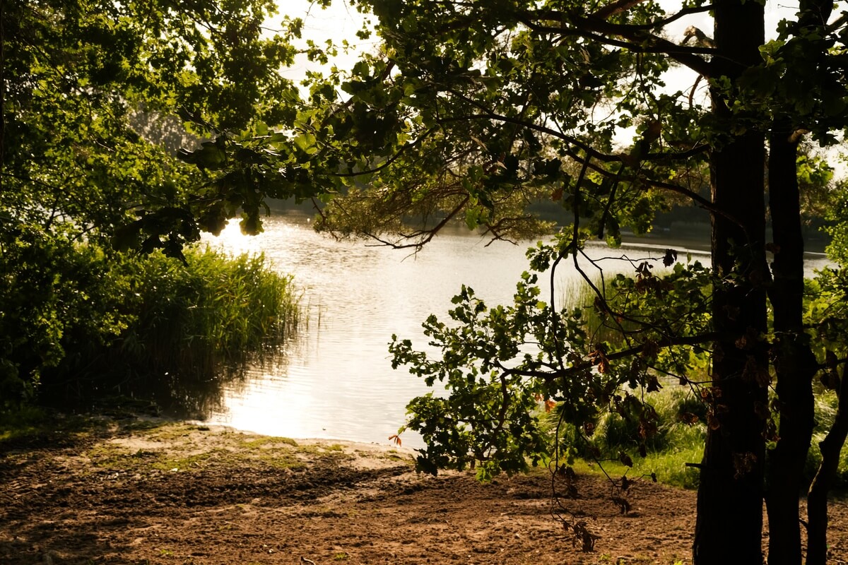 Widok na małą plażę nad jeziorem otoczonym lasem w Lubocześnicy