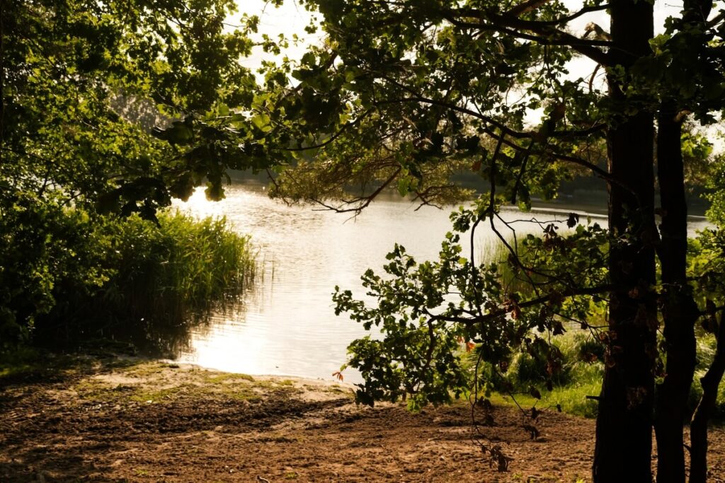 Widok na małą plażę nad jeziorem otoczonym lasem w Lubocześnicy